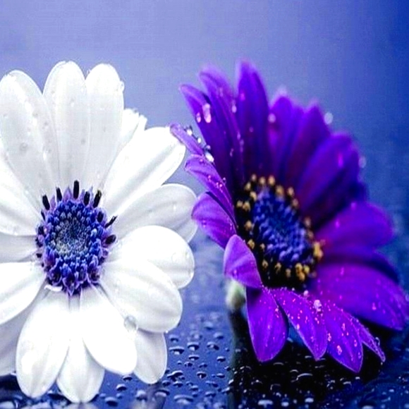 Meet your Posher, Chris - Picture 1 of 1